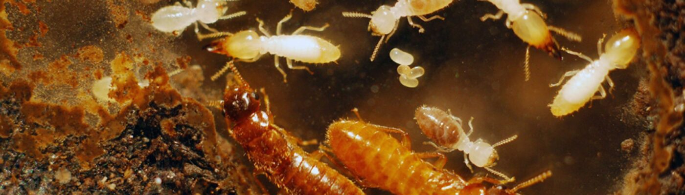 Exploring the Fascinating World of Termites: A Comprehensive Guide to Different Types and Their Ecological Roles